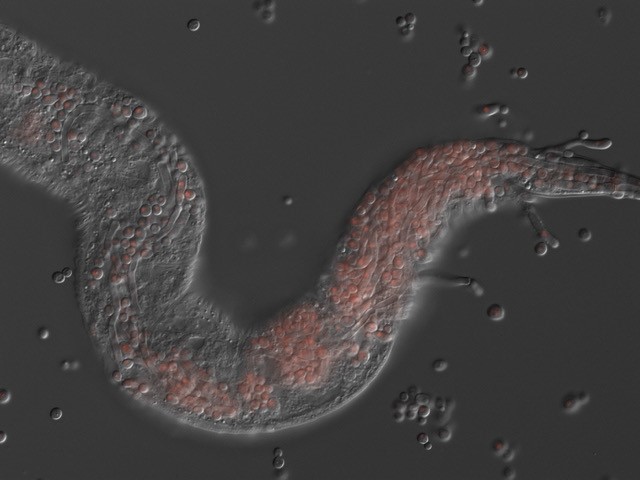 C. elegans being killed by Candida albicans